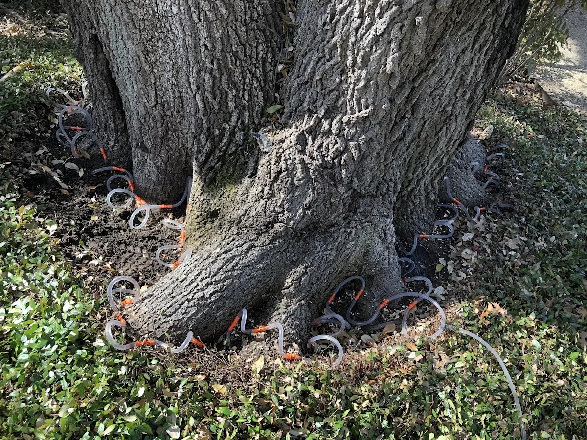 Detailed Tree Cabling and Bracing job site in Charlotteville
