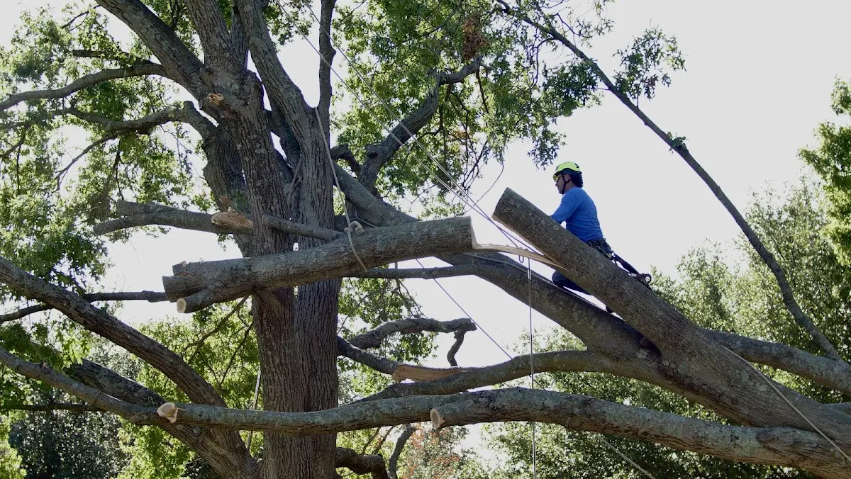 Professional Crown Thinning performed by certified arborists in Charlotteville