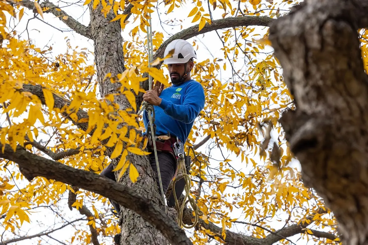 Skilled Tree Pruning crew working in Charlotteville