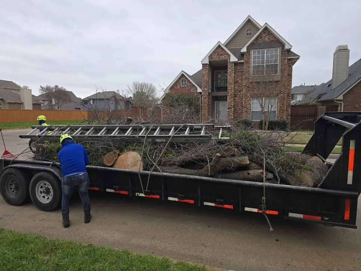 Expert Tree Removal with proper safety equipment in Charlotteville